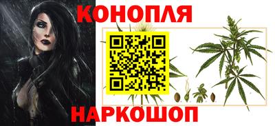 сатива Новозыбков